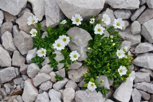 Las mejores piedras para jardín baratas