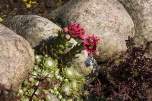 Cómo elegir árido decorativo para el jardín