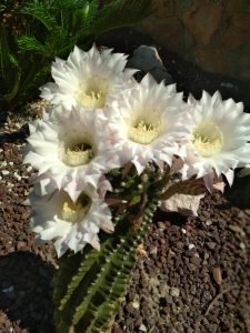 Cómo diseñar un jardín japonés pequeño